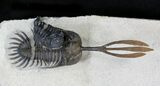 Trident Walliserops Trilobite With Phacops #23861-5